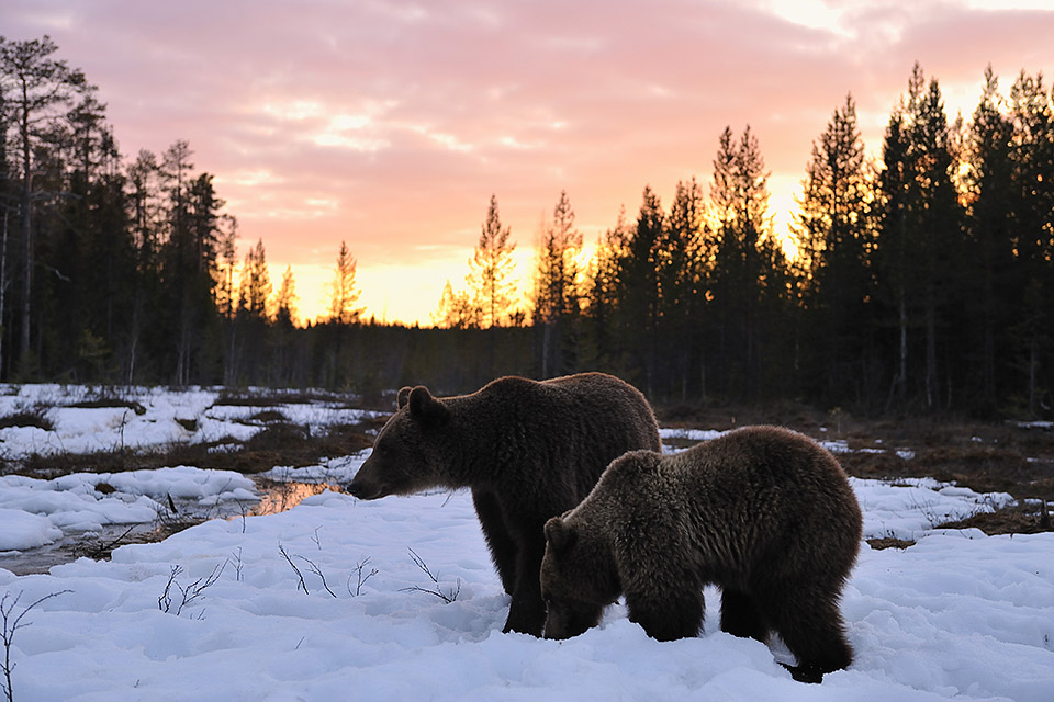 Bear family in spring